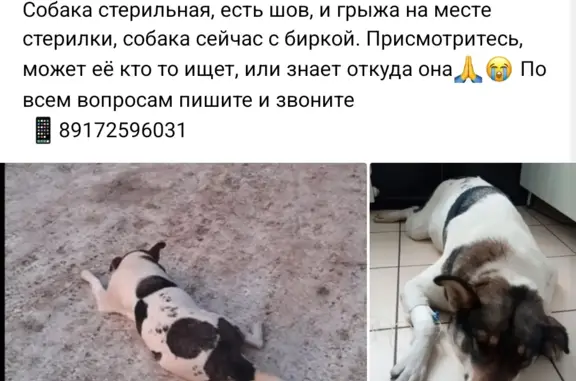 Найдена собака: Толстого, 162, Чистополь