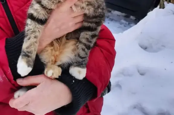 Кошка найдена у метро Сходненская