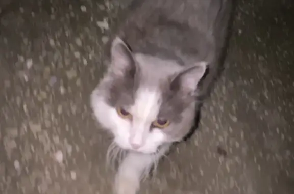 Найдена беременная кошка, Широтная, Тюмень