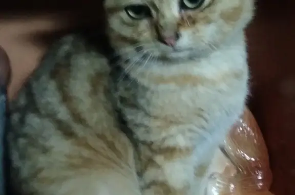 Найден котик, пер. Чапаева, Горно-Алтайск