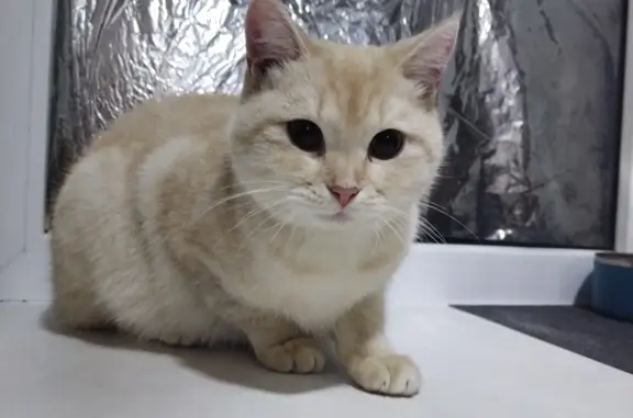 Найдена кошка, Саратов, ул. Панченко