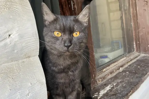 Найден кот: просп. Юности, Ставрополь
