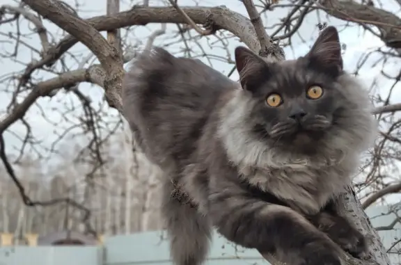 Пропал кот: Сибирская, Курган