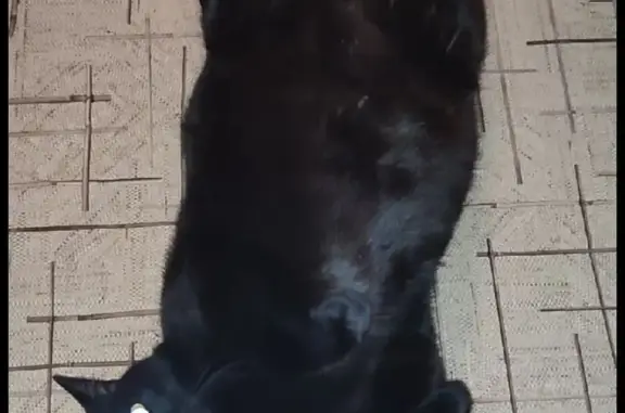 Кошки потеряшки, Санкт-Петербург, фото: Потеряшка кот Тайсон, Типанова, 29