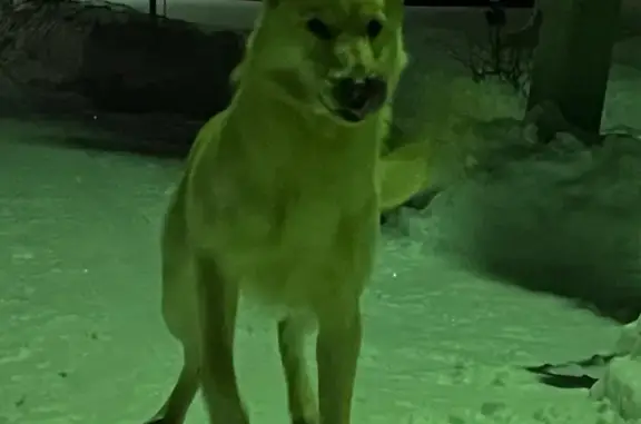 Найдена собака, Коломна, д. Зарудня