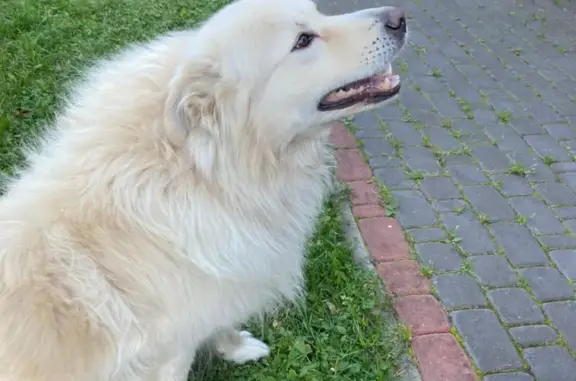 Собаки потеряшки, Санкт-Петербург, фото: Потеряшка собака: Большая Горская, 15