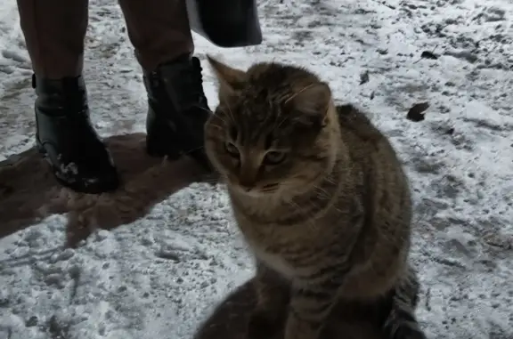 Кошка найдена: М. Горького, 37, Энгельс