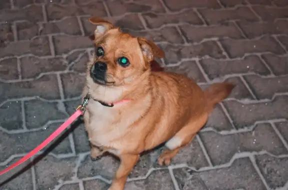 Пропала собака в Осоргино, 30 см