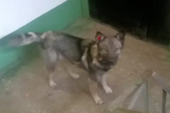 Найдена собака, ул. 5-й Армии, 7, Томск