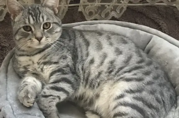 Пропала серая кошка: Новгородская, 34