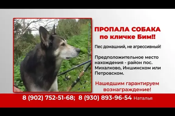 Пропала собака, пр-т Ленина, 133, Тула