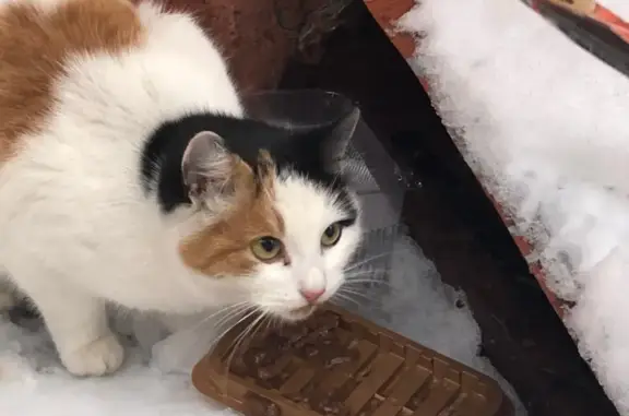 Найдена кошка: Зелёный пр-т, Москва