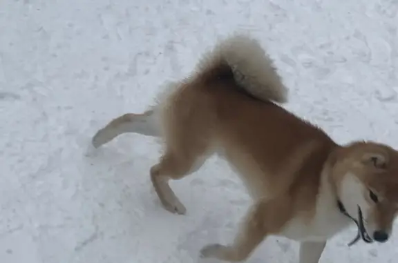 Найденные животные Нижний Новгород, фото: Найдена собака ул. Белинского, 9А к1