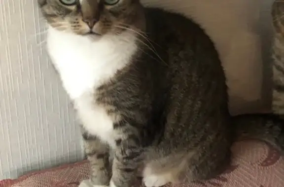 Пропал кот: Луначарского, 15