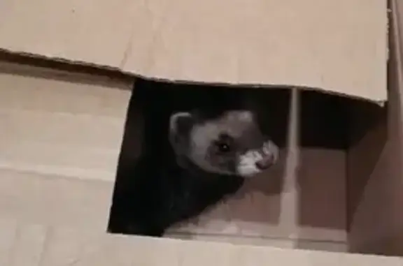 Найденные животные Петрозаводск, фото: Птица и хорек на Антонова 13, Петрозаводск