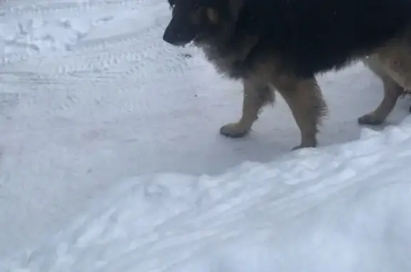 Найдена собака: Новосибирская, 213