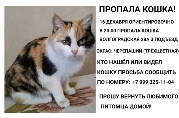 Пропала кошка: Волгоградская, 28А