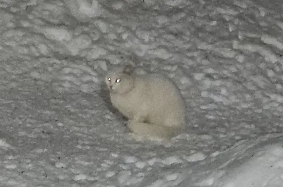 Найдена белая кошка, Тверская 49