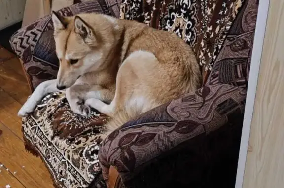 Пропала рыжая собака в Адуево