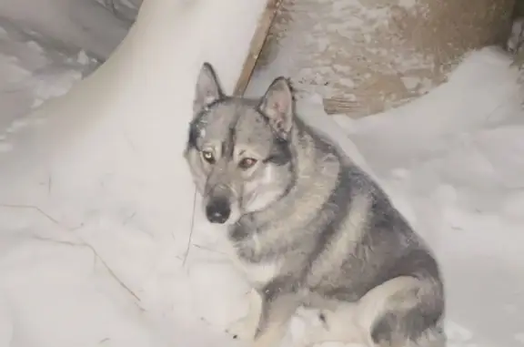 Найден пес Лайка в Оськино, Рязань