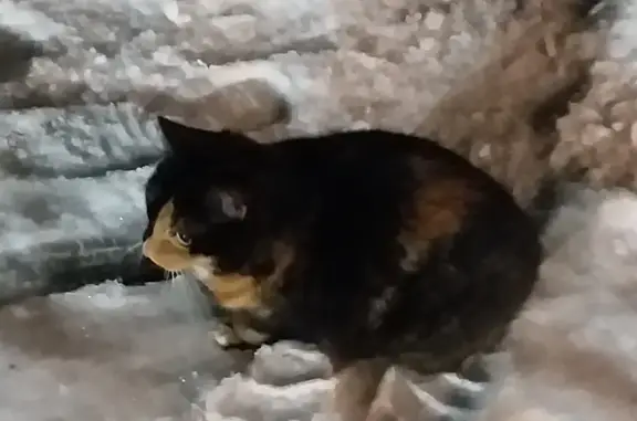 Чёрная кошка найдена: Ермаковская, 37