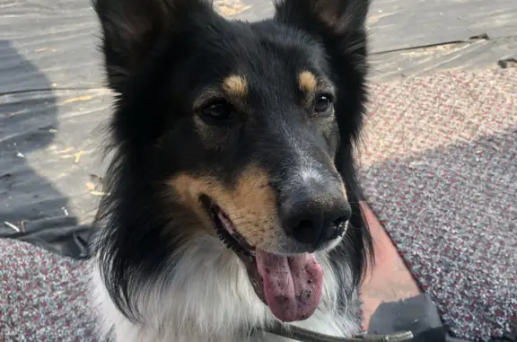 Собаки потеряшки, , фото: Потеряшка кобель: 3-я линия Матросова, 3