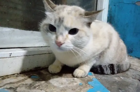 Найдена кошка: Воинова, 2 к11, Саранск