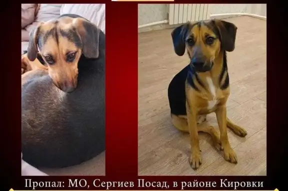 Пропала собака: Гасабовой, 1, Сергиев Посад