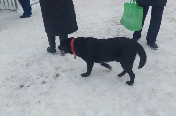 Найдена собака на ул. Пролетарская