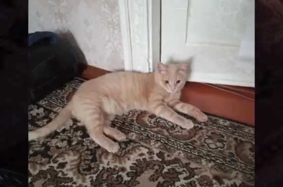 Пропала кошка: ул. Кирова, 56, Арзамас