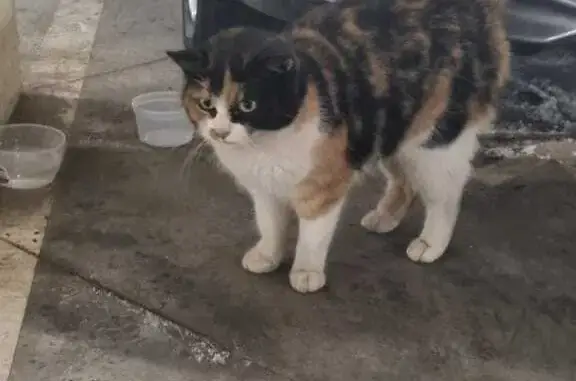 Найдена кошка: ул. Трибуца, 8, СПб