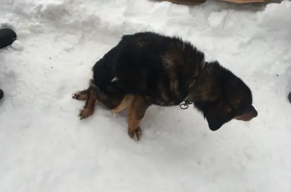 Найдена собака на Волгоградской