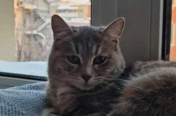 Найдена кошка ул. Комарова, 21