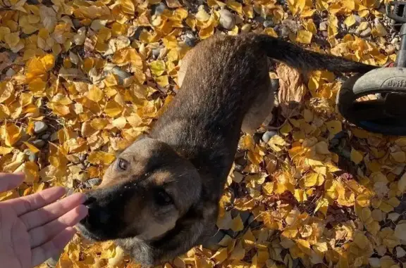 Пропала собака Ириска, Чапаево, Абакан