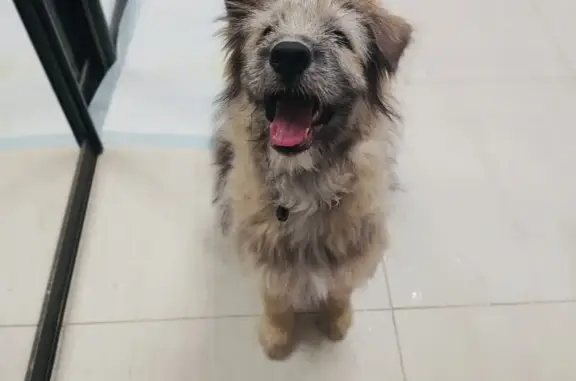 Найдена собака, Санкт-Петербург, фото: Щенок-девочка найден, Невский, СПб