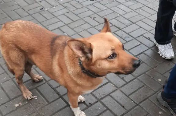 Найден домашний пёс: Будённовский, 90/133