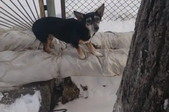 Найдена собака ул. Барбюса 77, Челябинск