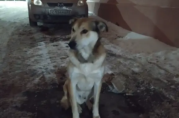 Пропала собака: Б. Московская, 106А