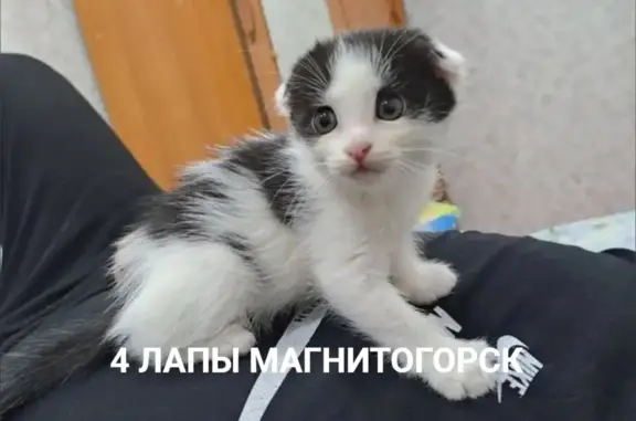 Пропала кошка: Советской Армии, 51