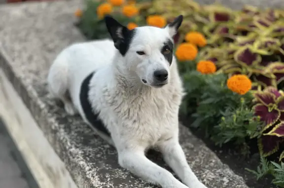 Пропала собака в Цветнике, Пятигорск