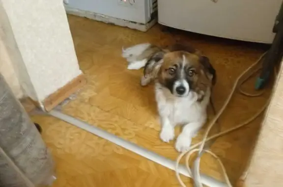 Найдена собака: Сенько, 24, Тамбов