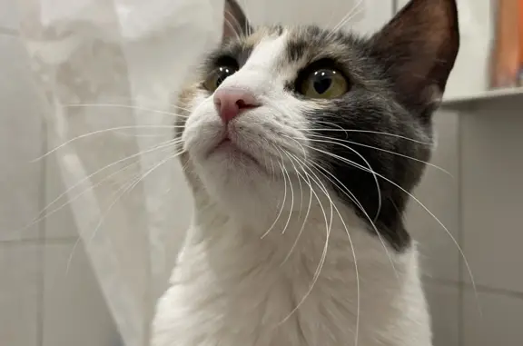 Пропала кошка: Желябова, 17, Оренбург