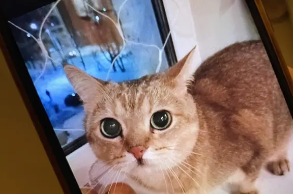 Найдена кошка на Островского, 79