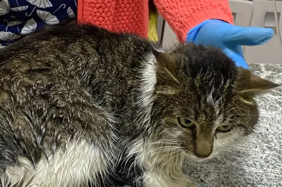 Кошка с ушибами найдена в Брянске