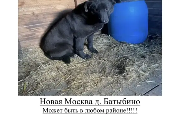 Пропала собака, Щаповское, Москва