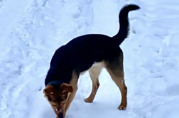 Найдена собака, Абрикосовая ул., Тольятти