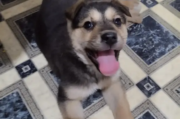 Найденные животные Нижний Новгород, фото: Щенок найден: ул. Баумана, 60