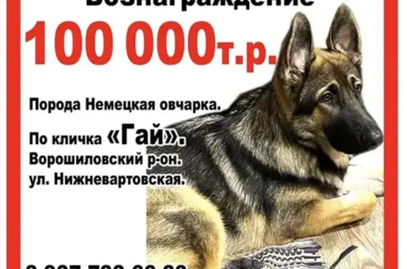 Собаки потеряшки, Волгоград, фото: Потеряшка собака, Волгоград, ул. Благовещенская, 11