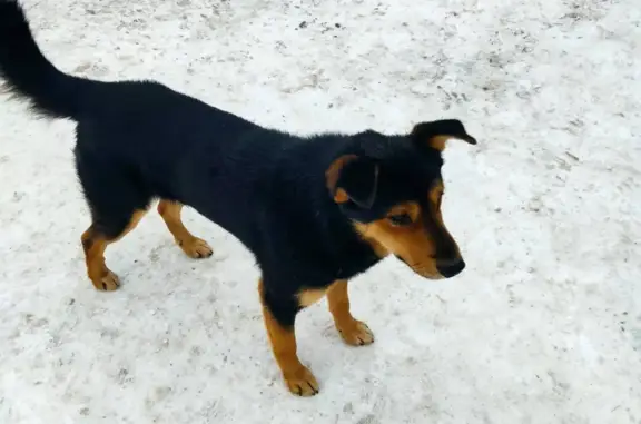 Найдена собака: Ленинского Комсомола, 9