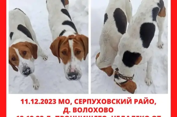 Пропала собака в Волохово, МО